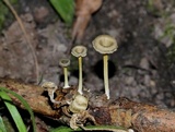 Chrysomphalina strombodes image