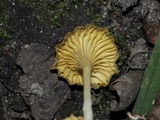 Chrysomphalina strombodes image