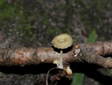 Chrysomphalina strombodes image
