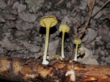 Chrysomphalina strombodes image