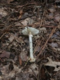 Amanita brunnescens image