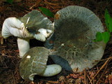 Russula parvovirescens image
