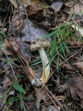 Retiboletus griseus image