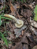 Retiboletus griseus image