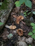 Lactarius quietus image