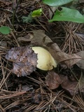 Suillus hirtellus image