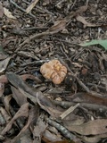 Cantharellus lewisii image