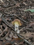 Cantharellus lewisii image
