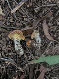Cantharellus lewisii image