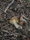 Cantharellus lewisii image