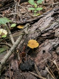 Callistosporium luteo-olivaceum image