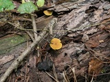 Callistosporium luteo-olivaceum image