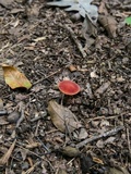 Phylloporus leucomycelinus image