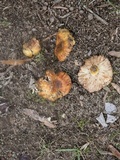 Russula mutabilis image