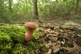 Boletus pallidoroseus image