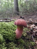 Boletus pallidoroseus image