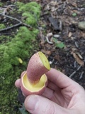 Boletus pallidoroseus image