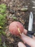 Boletus pallidoroseus image