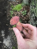 Boletus pallidoroseus image