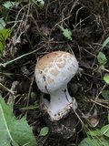 Amanita volvata image