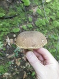 Boletus vermiculosoides image