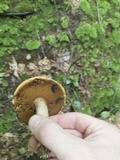 Boletus vermiculosoides image