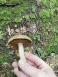 Boletus vermiculosoides image