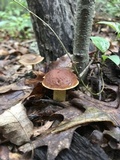 Leccinum rubropunctum image