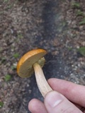 Leccinum longicurvipes image