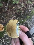 Boletus vermiculosoides image