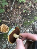 Boletus vermiculosoides image
