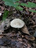 Lactarius subvernalis image
