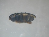 Diatrypella favacea image