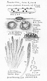 Diatrypella favacea image