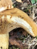 Lactarius psammicola image