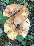 Lactarius psammicola image
