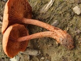 Lactarius subserifluus image