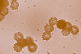 Lactarius subserifluus image