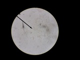 Amanita farinosa image