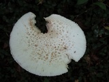 Amanita subcokeri image