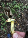 Lanmaoa pseudosensibilis image