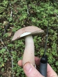 Tylopilus violatinctus image