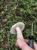 Tylopilus violatinctus image