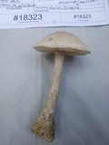 Amanita onusta image