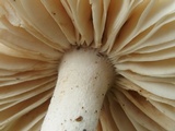 Amanita onusta image
