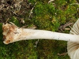 Amanita onusta image