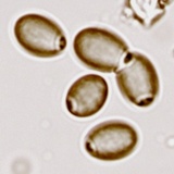 Amanita onusta image