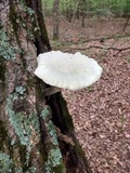 Pleurotus dryinus image