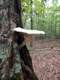 Pleurotus dryinus image
