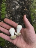 Boletus pallidus image